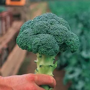 Seminte broccoli Chevalier F1