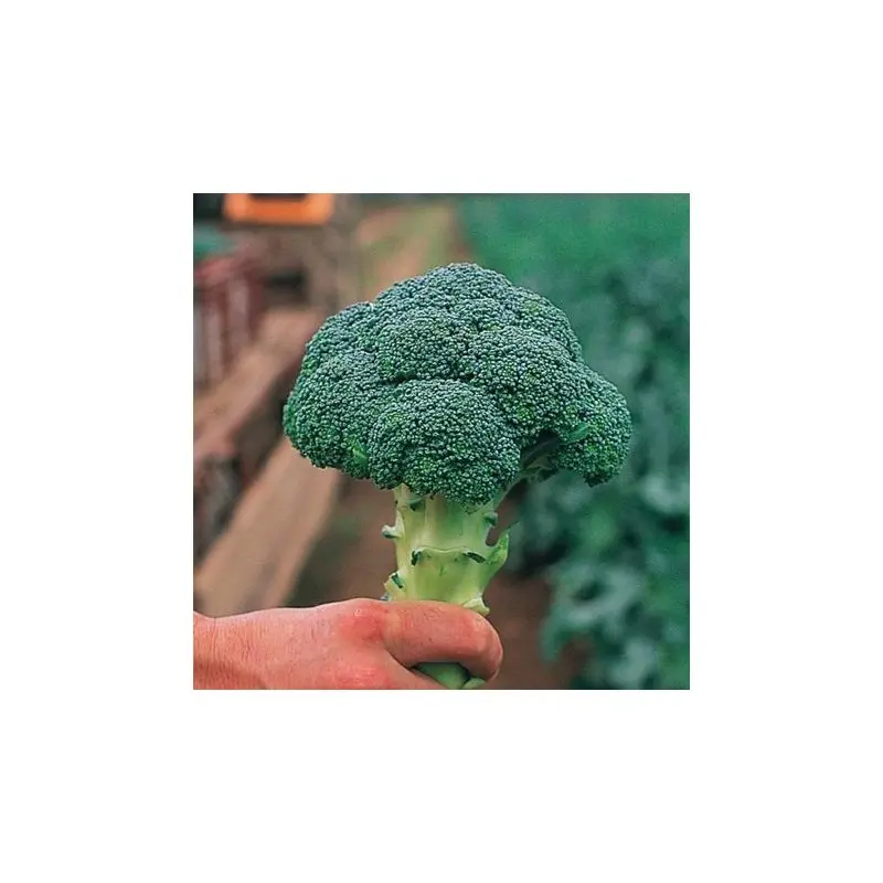 Seminte broccoli Chevalier F1