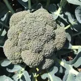 Seminte broccoli Chevalier F1