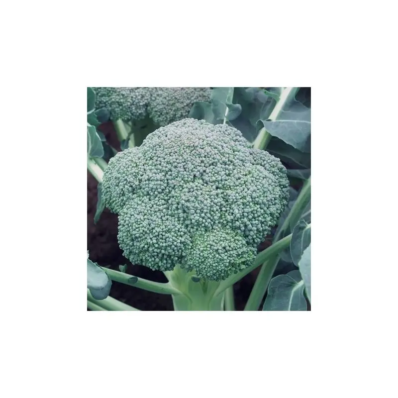 Seminte broccoli Ironman F1