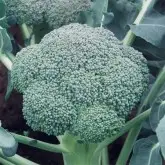 Seminte broccoli Ironman F1
