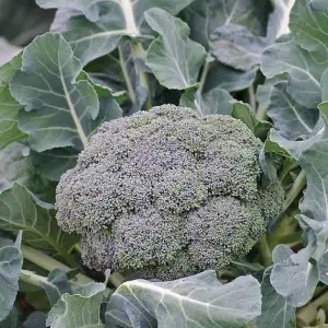 Seminte broccoli Ironman F1