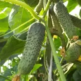 Seminte castraveti Madrilene F1