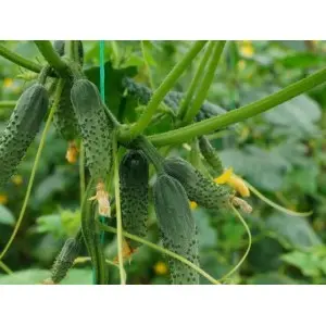 Seminte castraveti Mirabelle F1