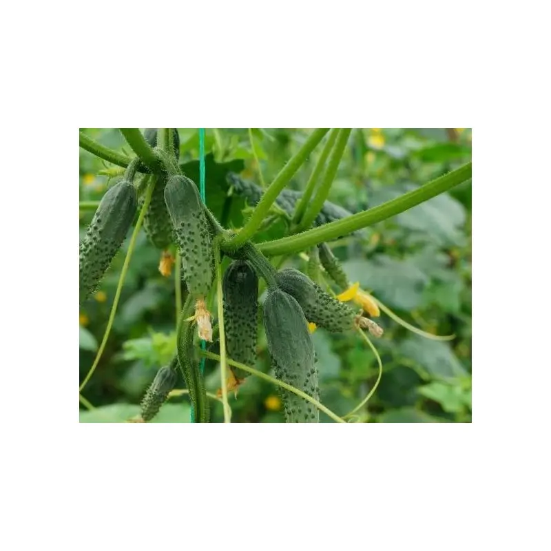 Seminte castraveti Mirabelle F1