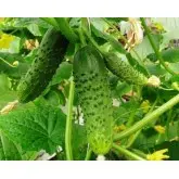 Seminte castraveti Mirabelle F1