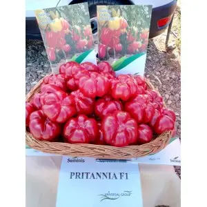 Seminte ardei gogosar Pritannia F1