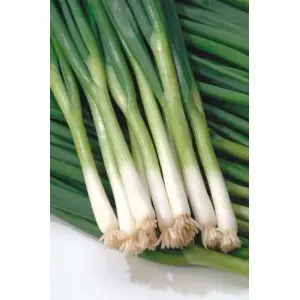 Seminte ceapa verde Green Banner