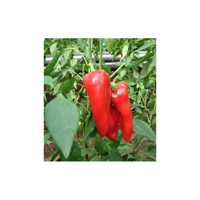 Seminte ardei Feraro F1