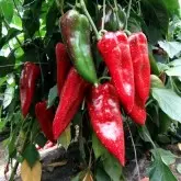 Seminte ardei Feraro F1