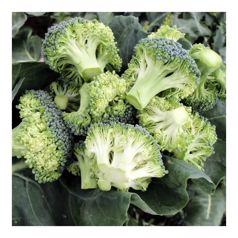 Seminte broccoli Stromboli F1