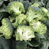 Seminte broccoli Stromboli F1