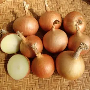 Seminte ceapa Franzisco