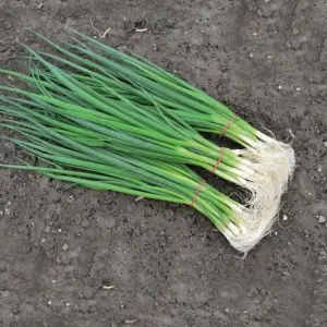 Seminte ceapa verde Savel F1