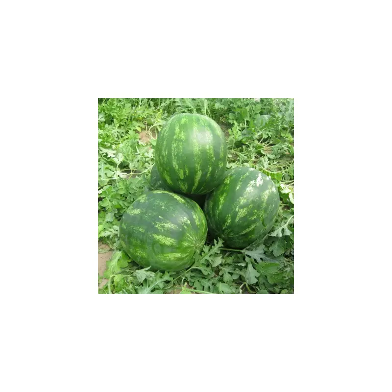 Seminte pepene verde Miracle F1