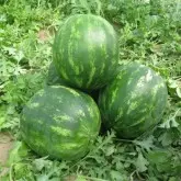 Seminte pepene verde Miracle F1