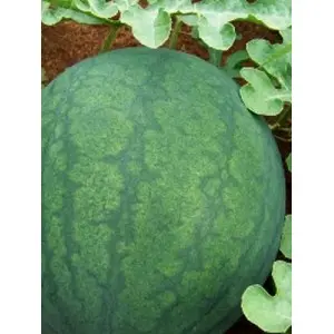 Seminte pepene verde Odem F1