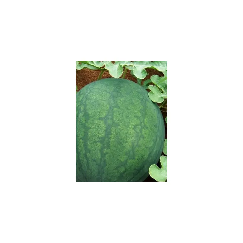 Seminte pepene verde Odem F1