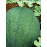 Seminte pepene verde Odem F1