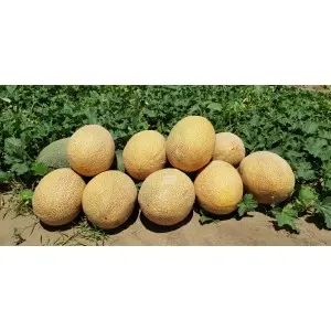 Seminte pepene galben Rebecca F1