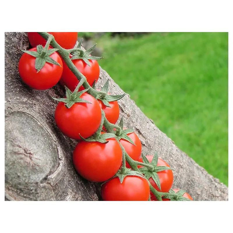 Seminte tomate cherry Shiren F1