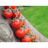 Seminte tomate cherry Shiren F1