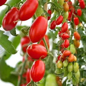 Seminte tomate Lucinda F1