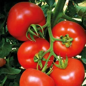 Seminte tomate Belladona F1