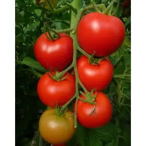 Seminte tomate Brillante F1