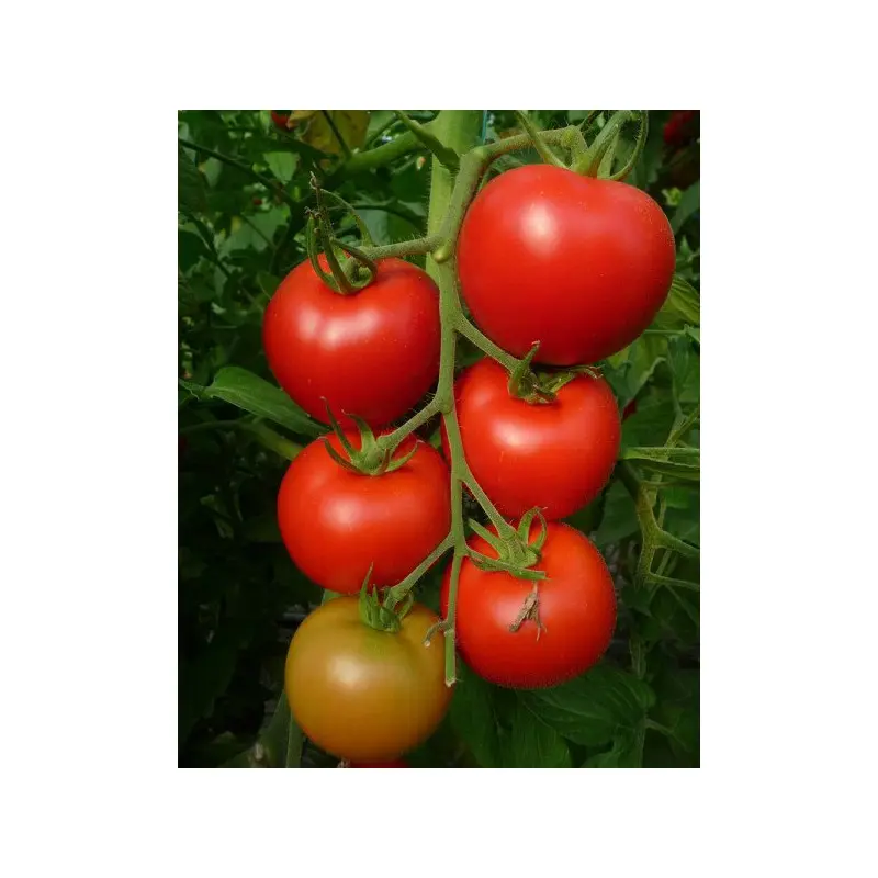 Seminte tomate Brillante F1