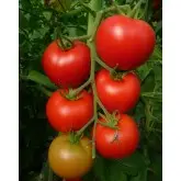Seminte tomate Brillante F1