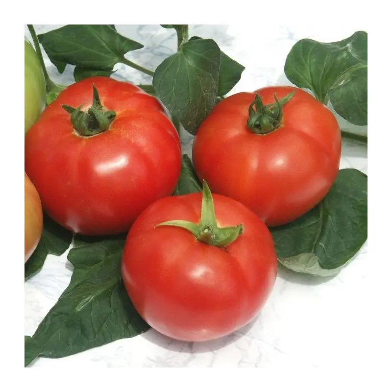 Seminte tomate Jastis F1