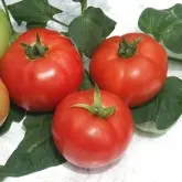 Seminte tomate Jastis F1
