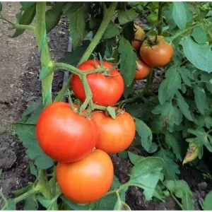 Seminte tomate Macsin F1