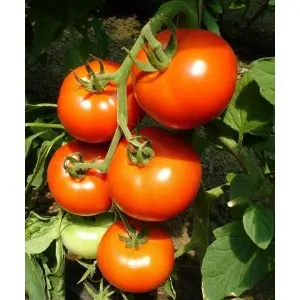 Seminte tomate Primadona F1