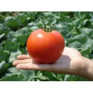 Seminte tomate Primadona F1