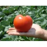Seminte tomate Primadona F1