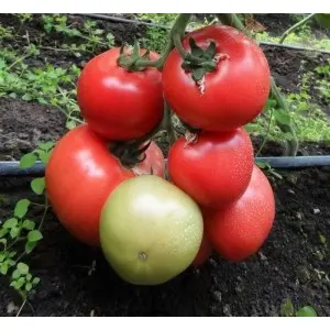 Seminte tomate HTP-11 F1