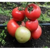Seminte tomate HTP-11 F1