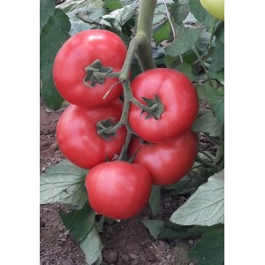 Seminte tomate Manistella F1