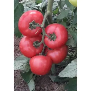 Seminte tomate Manistella F1