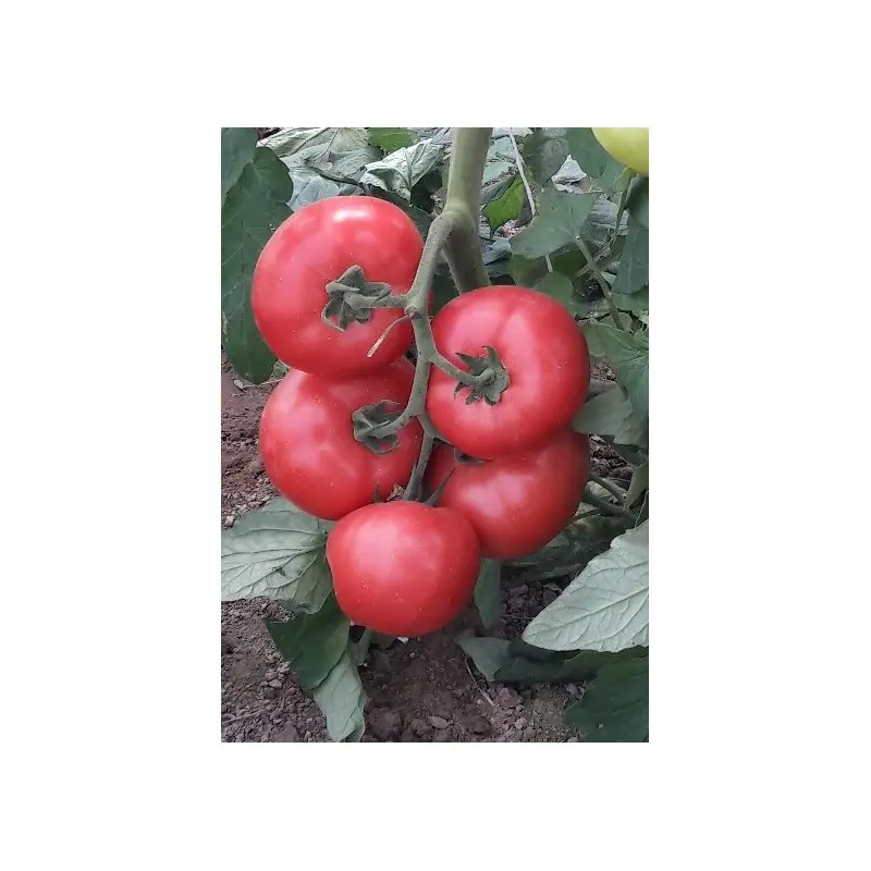 Seminte tomate Manistella F1