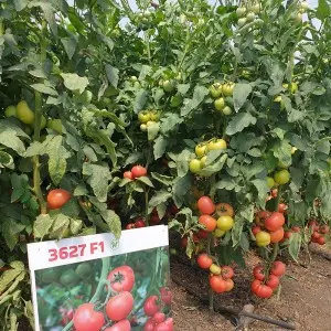 Seminte tomate Rozy F1