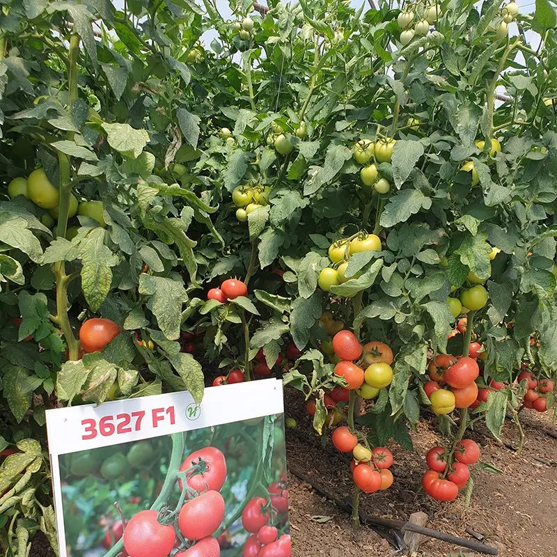 Seminte tomate Rozy F1