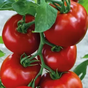 Seminte tomate Galina F1