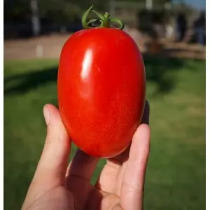 Seminte tomate Galilea F1