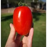 Seminte tomate Galilea F1