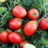 Seminte tomate Galilea F1