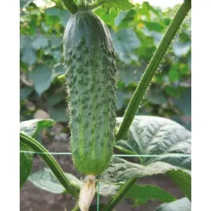 Seminte castraveti Crispina F1
