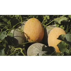 Seminte pepene galben Carriere F1
